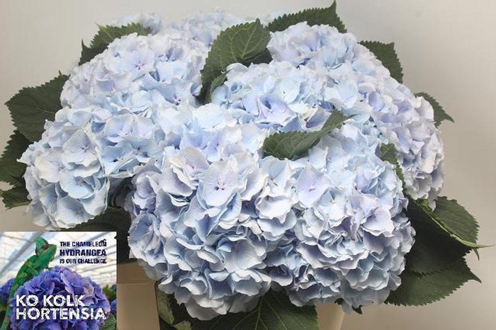 <h4>Hydrangea verena blue</h4>