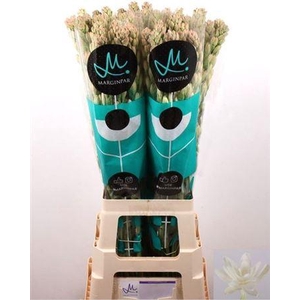 Polianthes Tu Elvy Ivor