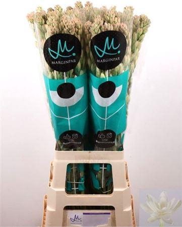 <h4>Polianthes Tu Elvy Ivor</h4>