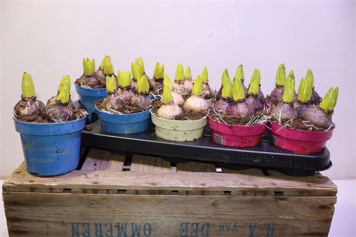 <h4>Hyacin Gem 3 Kl</h4>