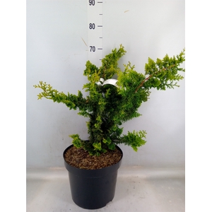 Chamaecyparis obt.