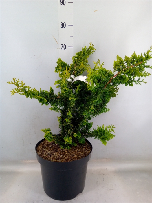 <h4>Chamaecyparis obt.</h4>