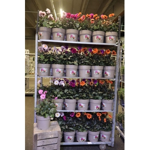 Dahl Garden Mixlayer