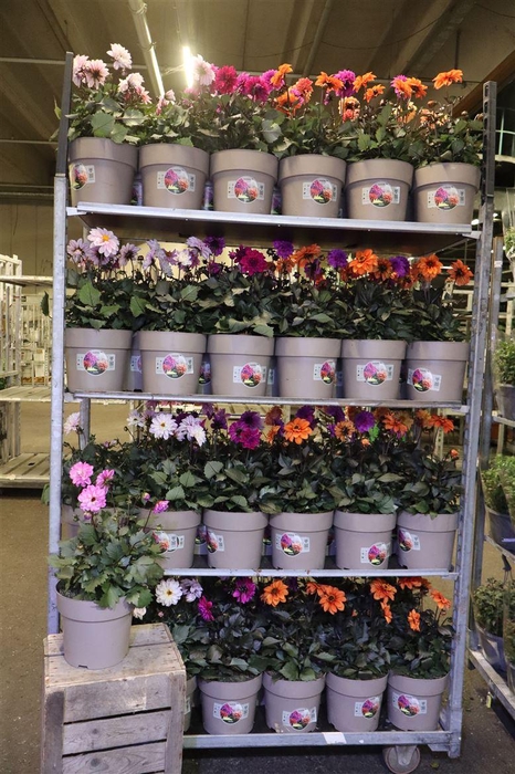<h4>Dahl Garden Mixlayer</h4>