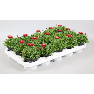 Bellis speed star rood