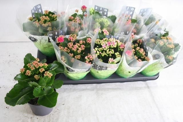 <h4>KAL GE GEM 5 KL</h4>