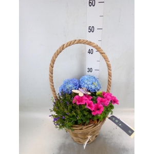 Arr.   Perkplanten H%