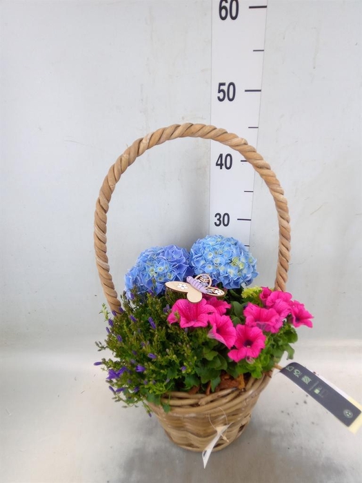 <h4>Arr.   Perkplanten H%</h4>