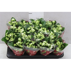 Kalanchoe Calandiva Wit