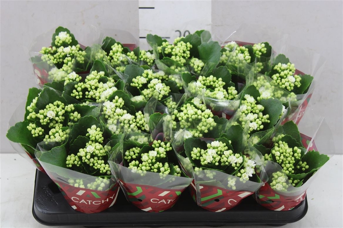 <h4>Kalanchoe Calandiva Wit</h4>