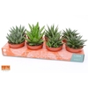 Succulenten gemengd 4 soorten gemengd in tray Rocks, showkarton