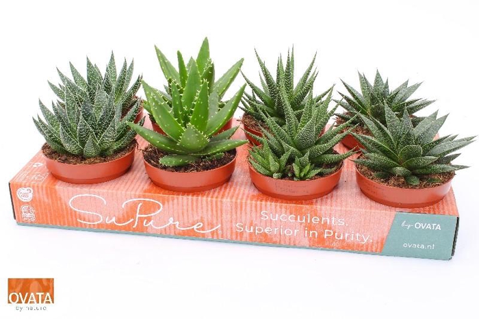 Succulenten gemengd 4 soorten gemengd in tray Rocks, showkarton