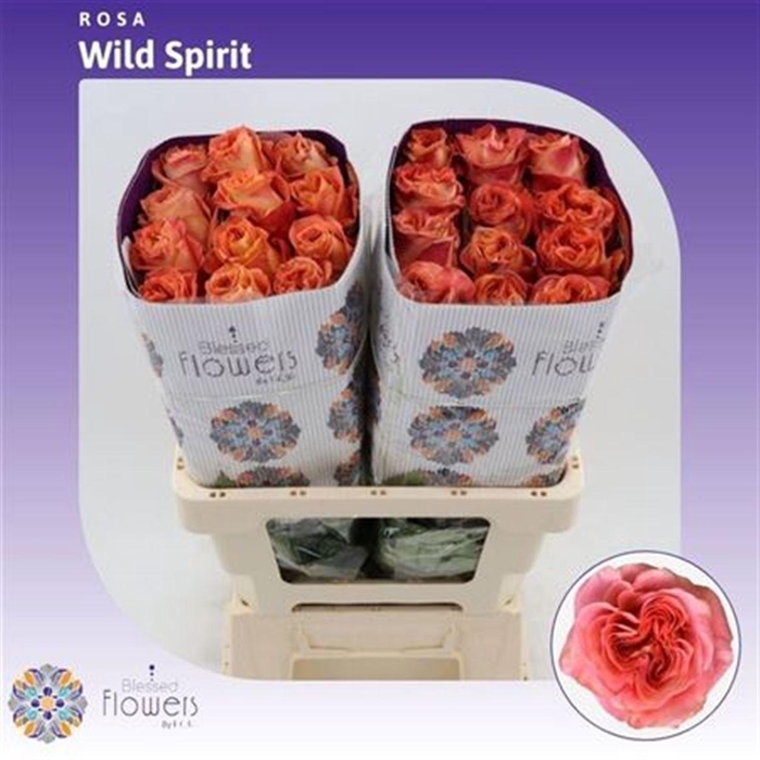 <h4>R Gr Wild Spirit Ec</h4>