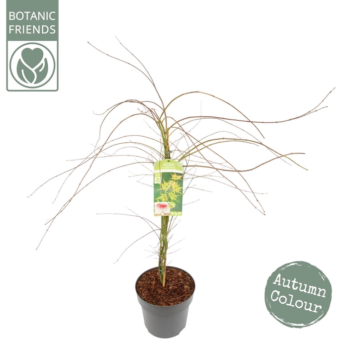 Acer palmatum Emerald Lace