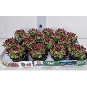 Sempervivum   ...