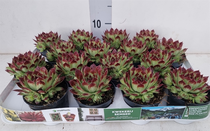 <h4>Sempervivum   ...</h4>
