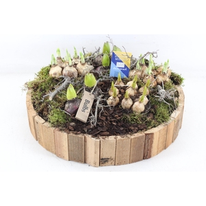 arr4 Bollenmix MB - Latjes schaal bruin XXL