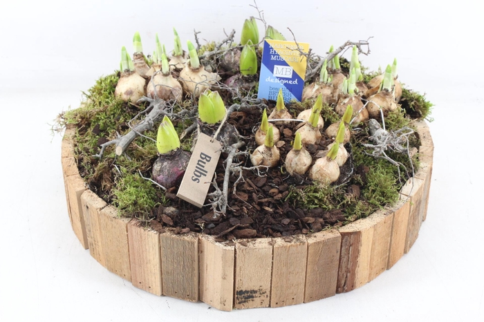 <h4>arr4 Bollenmix MB - Latjes schaal bruin XXL</h4>