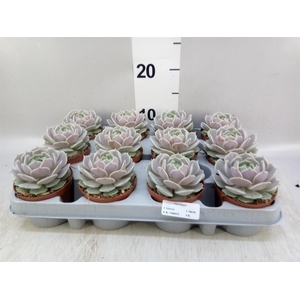 Echeveria   ...