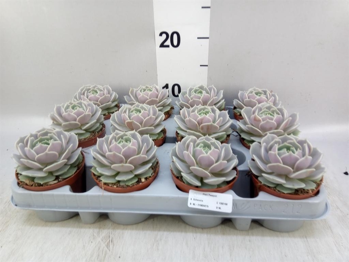 <h4>Echeveria ...</h4>