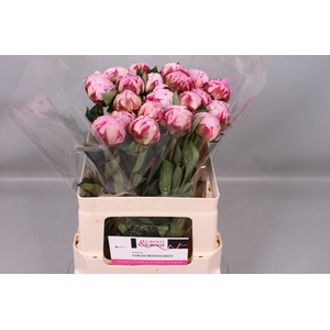 Paeonia Sarah Bernhardt | Heavy Quality