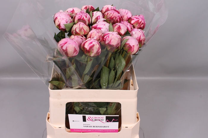 <h4>Paeonia Sarah Bernhardt | Heavy Quality</h4>