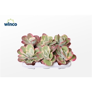 Kalanchoe Thyrsiflora Variegata
