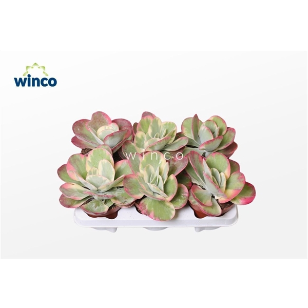 <h4>Kalanchoe Thyrsiflora Variegata</h4>