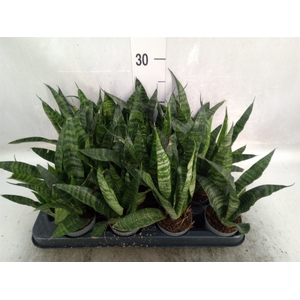 Sansevieria trifa. 'Black Coral'