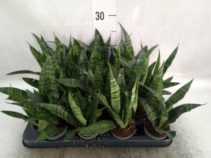 Sansevieria trifa. 'Black Coral'