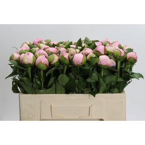 Paeonia Angel Cheeks