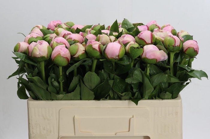 <h4>Paeonia Angel Cheeks</h4>