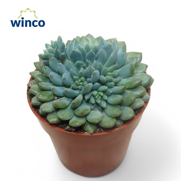 <h4>Echeveria Rundelli</h4>