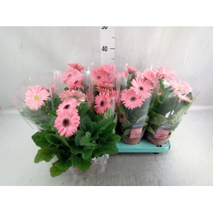 Gerbera  'Flori Line Roze'