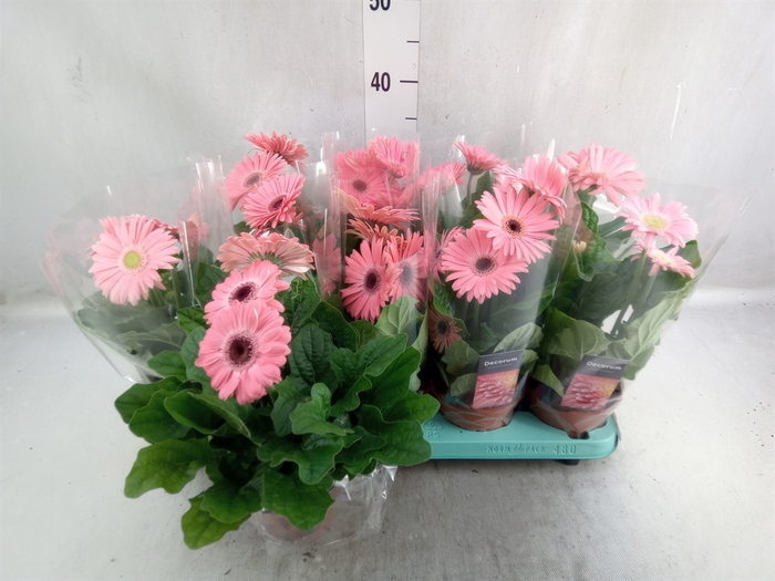 <h4>Gerbera  'Flori Line Roze'</h4>