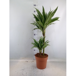 Dracaena fr de 'Warneckei'