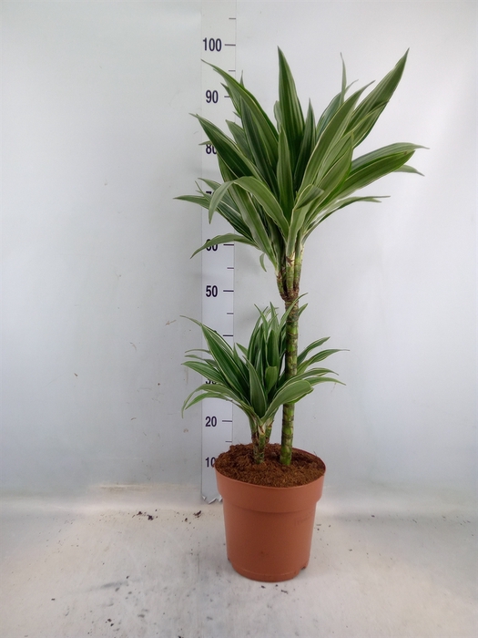 <h4>Dracaena fr de 'Warneckei'</h4>