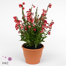Penstemon  'Polaris Picotee Red'