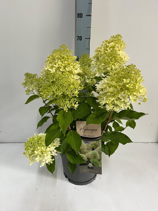 <h4>HYDR PANICULATA</h4>