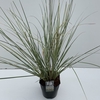 Cortaderia sell. 'Mini Silverpampas'