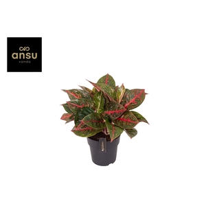 Aglaonema Red Sprinkles