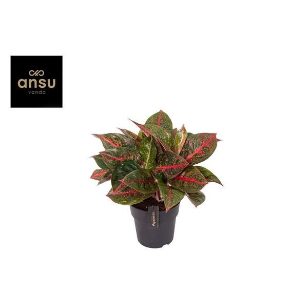 <h4>Aglaonema Red Sprinkles</h4>