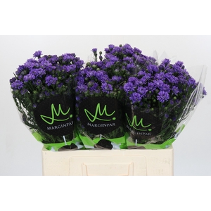 Aster Astee Dark Milka