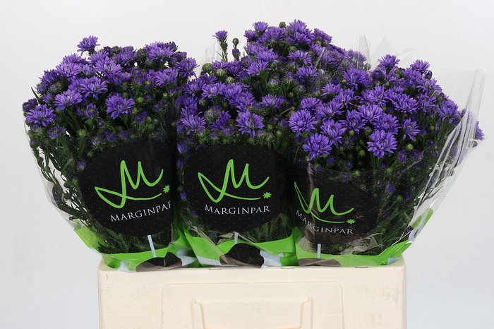 Aster Astee Dark Milka