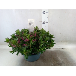 Hebe  'Hebepetita Pink'