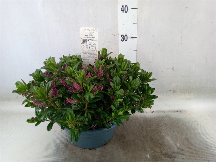 <h4>Hebe  'Hebepetita Pink'</h4>