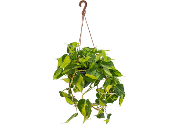 <h4>PHILODENDRON BRASIL C21 PENDENTE</h4>