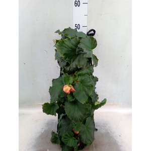Begonia tuber.   ...