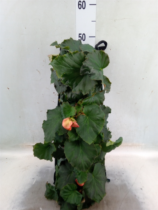 <h4>Begonia tuber.   ...</h4>