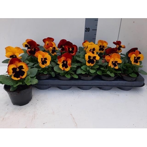 VIO WI DEL FIRE SURP